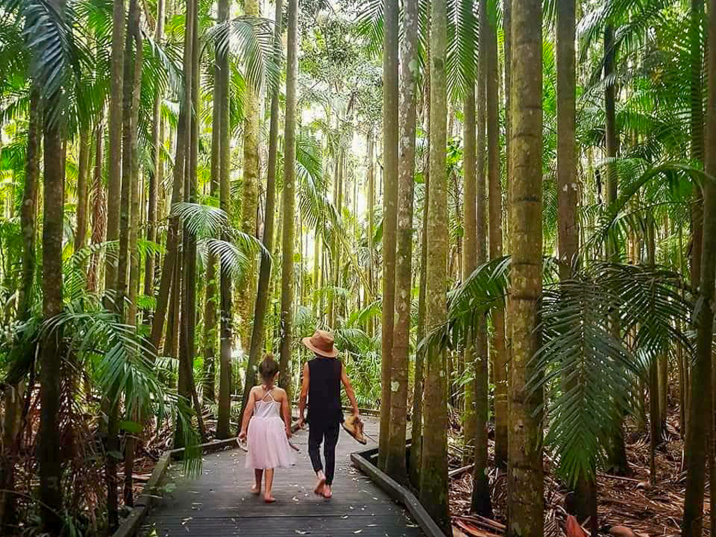 Explore the Mary Cairncross Scenic Reserve - Things to do Sunshine Coast