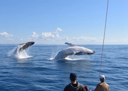 Humpback-whales-on-the-Sunshine-Coast