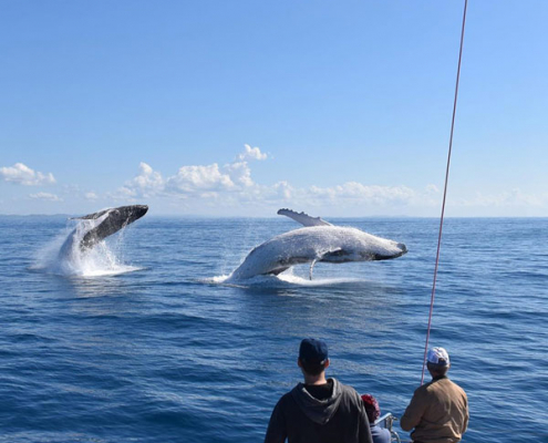 Humpback-whales-on-the-Sunshine-Coast