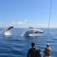 Humpback-whales-on-the-Sunshine-Coast