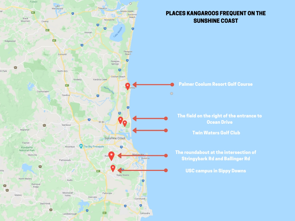 Places to see Kangaroos on the Sunshine Coast