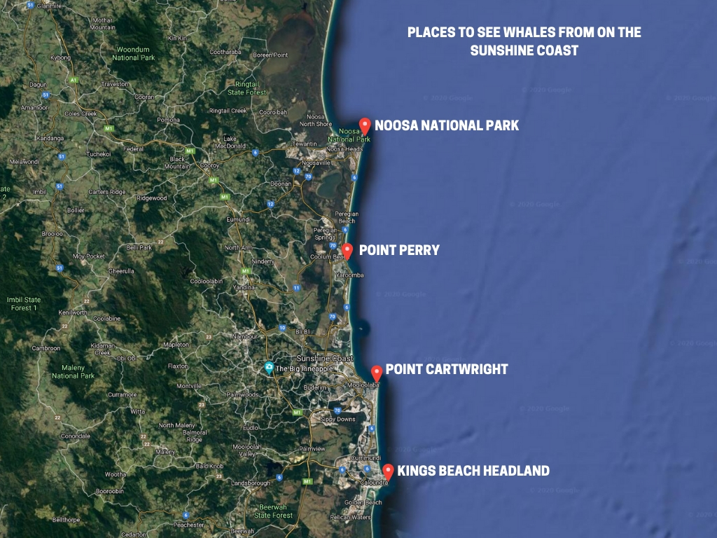 Places to see whales - Sunshine Coast