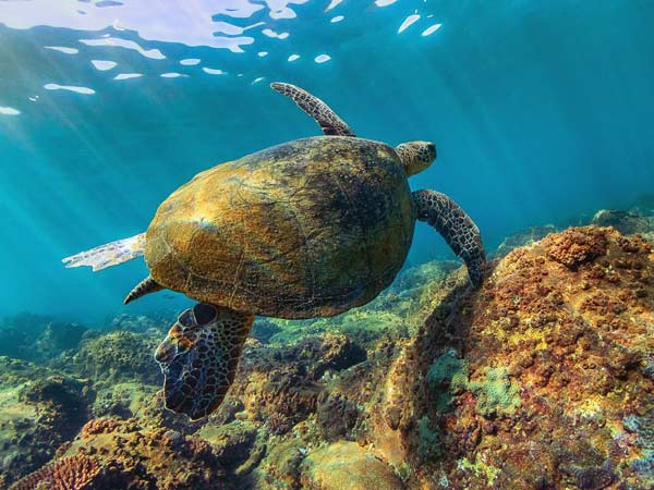 Where to see turtles on the Sunshine Coast